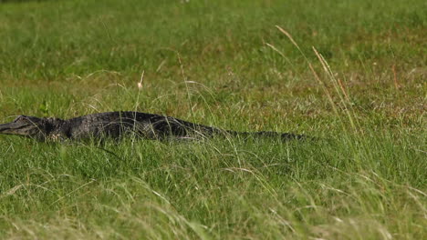 Alligator-walking-through-frame-in-natural-environment