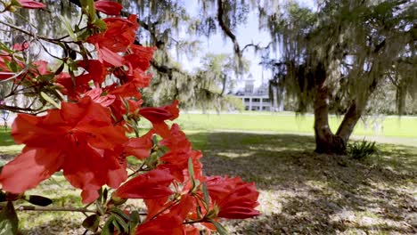 red azaleas bloom at magnolia gardens in charleston sc, south carolina