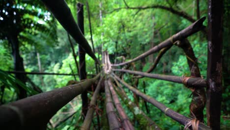 entrando en el enfoque de un puente de raíces de ficus elastica construido en la jungla de meghalaya