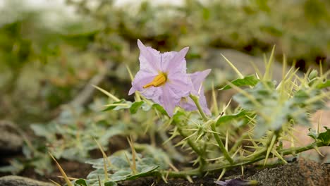 carolina horsenettle científicamente conocida como solanum carolinense en tierras agrícolas