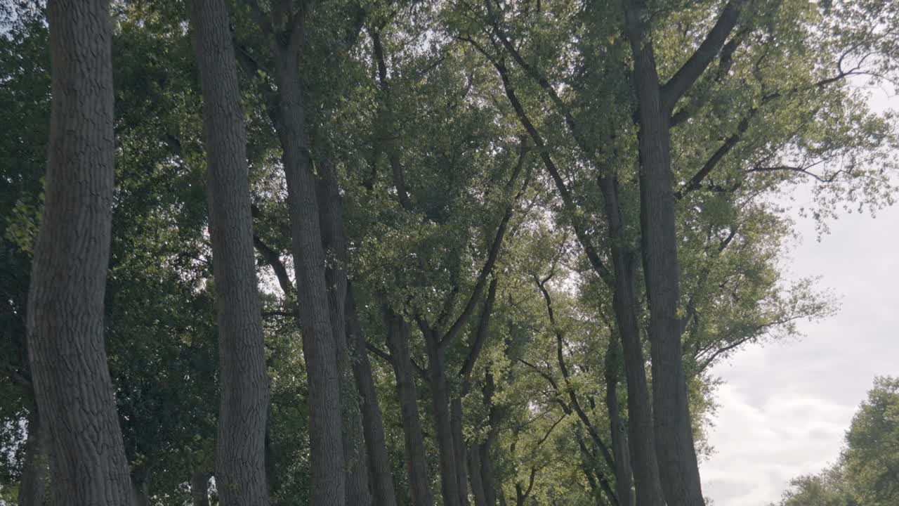 A straight, empty asphalt road disappears into the distance, framed dramatically on both sides by a double row of very tall, mature trees, likely poplars or oaks, whose canopies form a natural tunnel