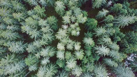 Aerial-view-of-green-forest-canopy-from-above