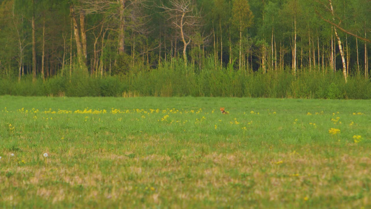 붉은 여우는 저녁에 여유롭게 들판을 걷고, 멀리서 중간 샷을 찍습니다.