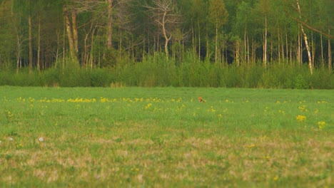 Red-fox-takes-a-leisurely-walk-down-the-field-in-the-evening,-medium-shot-from-a-distance