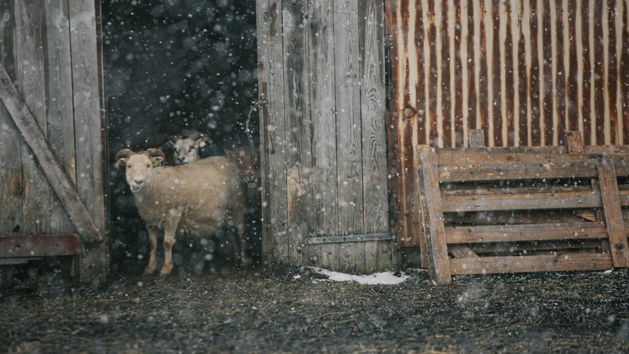 Sheep in a barn during a snowy day