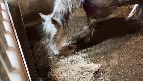 Weißes-Pferd,-Das-Heu-In-Den-Ställen-Frisst