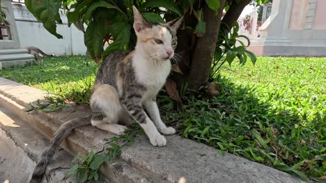 a cat moves around and sniffs plants.