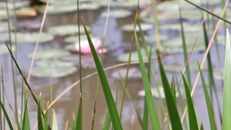 out of focus water lily in a dam behind long grass which is in focus