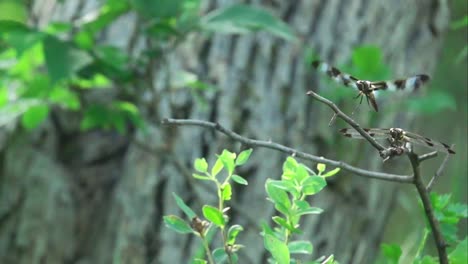 A-dragonfly-landing-in-slow-motion-