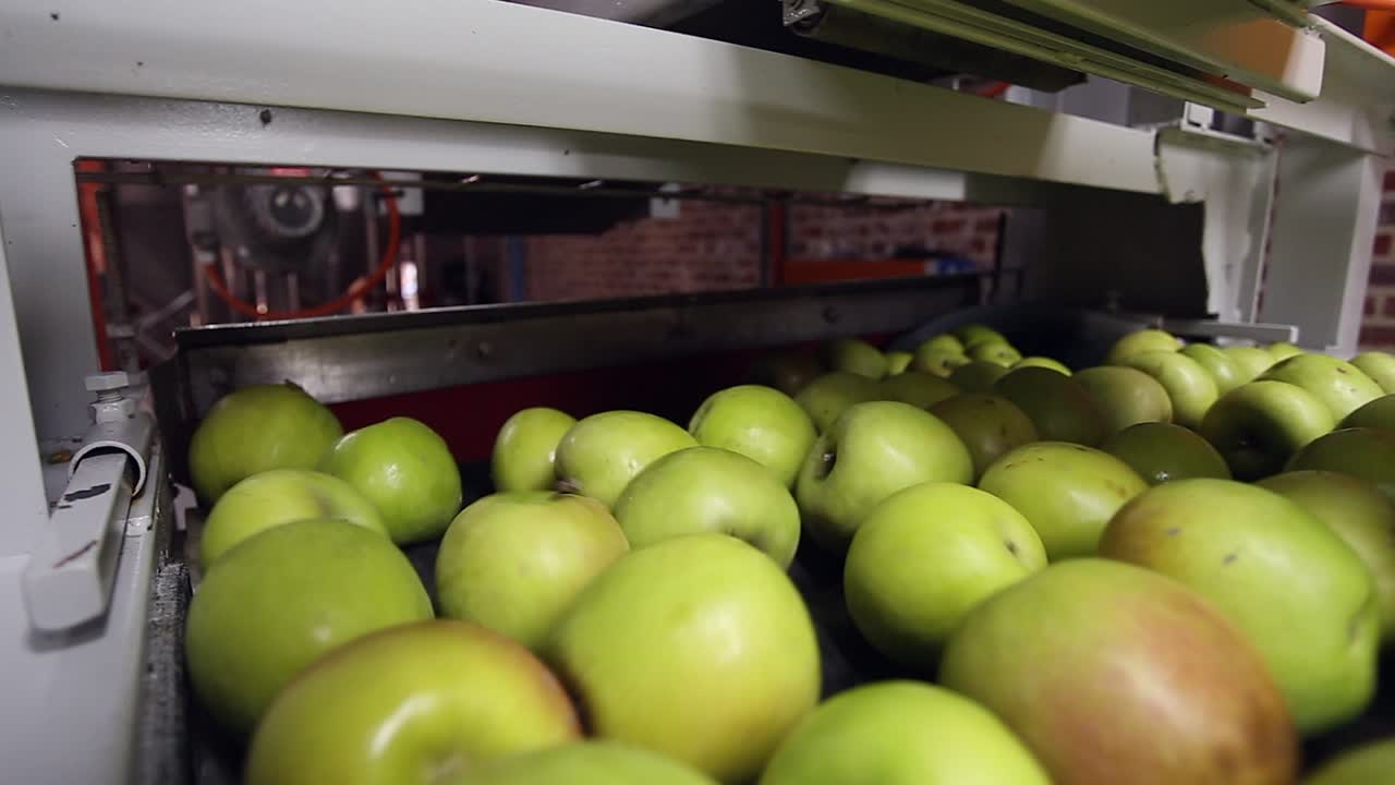 Green apples on facility conveyor are washed and sorted for cider