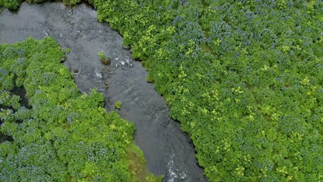 aéreo sobre el campo de lupino de alaska en islandia con el río cortando a través de la vegetación