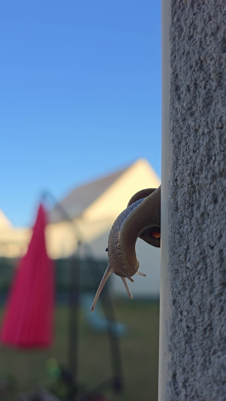 Macro shot of snail sliding down wall, moving its head with blurred garden and red parasol in background