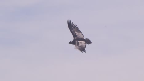 Gliding-Andean-Condor-with-Blue-sky-and-wings-with-fingers-spread-wider-coming-overhead