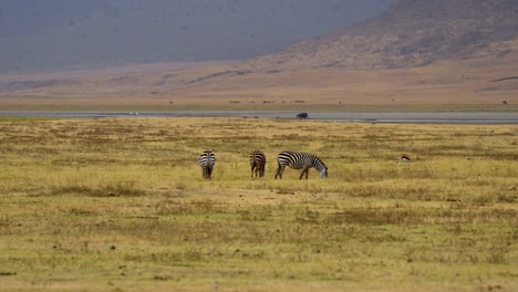 three african plains zebras grazing on the plains of the ngorongoro crater preserve in tanzania africa, wide handheld shot