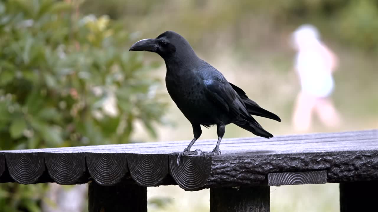 Nærbillede af en krage, der sidder på et picnicbord af træ i en offentlig park i Japan. Fuglen holder en kort pause, før den hopper ned på bænken, og indfanger dyrelivets adfærd i en rolig udendørs ramme.