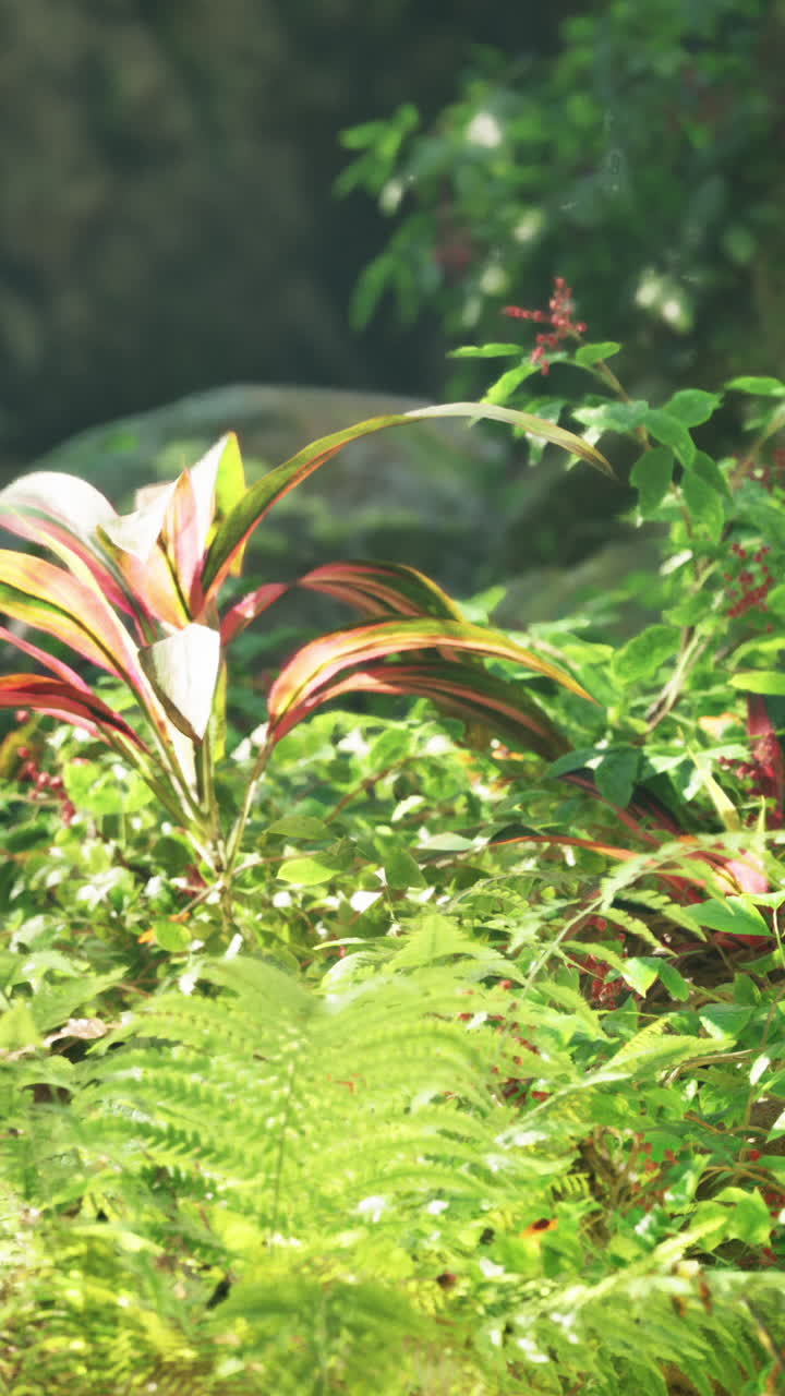 Piante tropicali verdi alla luce del sole.