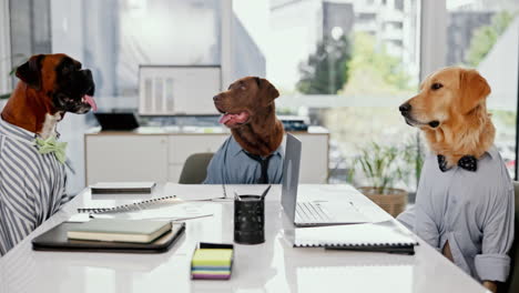dogs in a business meeting