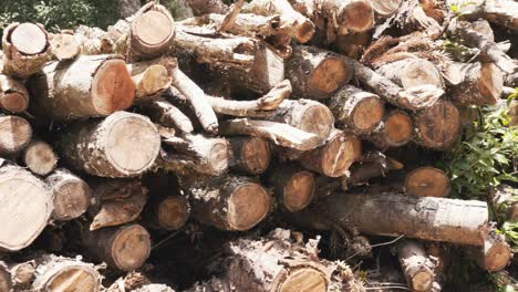 Outdoor stacked raw wooden logs