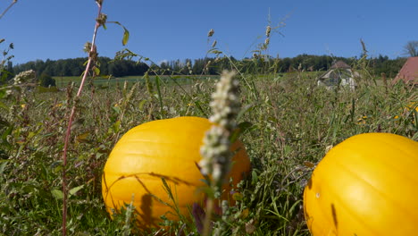 muñeco lento hacia adelante a través del huerto de calabazas durante la luz del sol y el cielo azul como telón de fondo - halloween y preparación para el día de acción de gracias