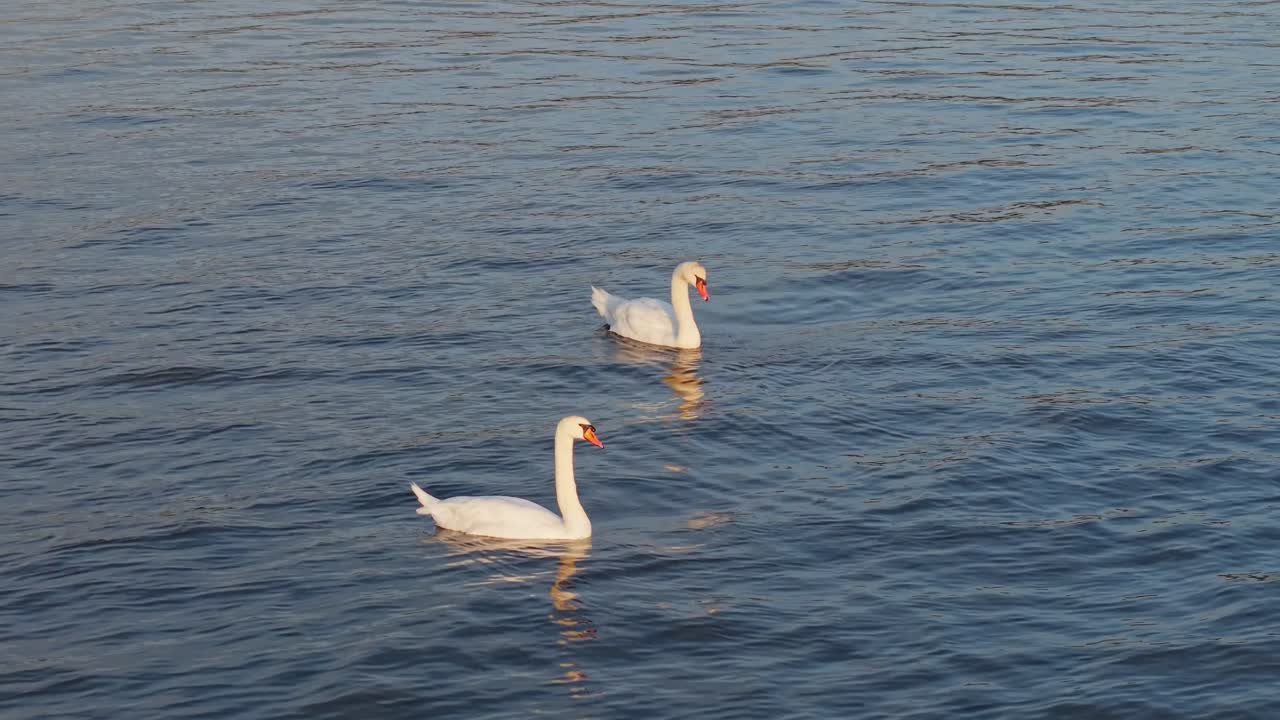 A peaceful scene of two swans swimming side by side in the open sea. A graceful moment of harmony, love, and nature’s quiet beauty