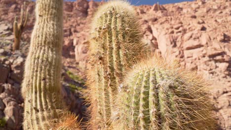 Close-up-of-a-giant-cactus-canyon-near-San-Pedro-de-Atacama-in-the-Atacama-Desert,-northern-Chile,-South-America