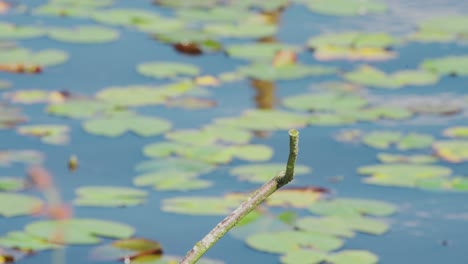 slow motion view of kingfisher in friesland netherlands perched over pond with lily pads in background staring and taking off in flight leaving branch