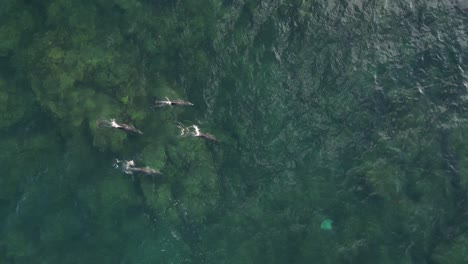 A-top-view-of-dolphins-swimming-on-the-surface-in-the-Indian-ocean