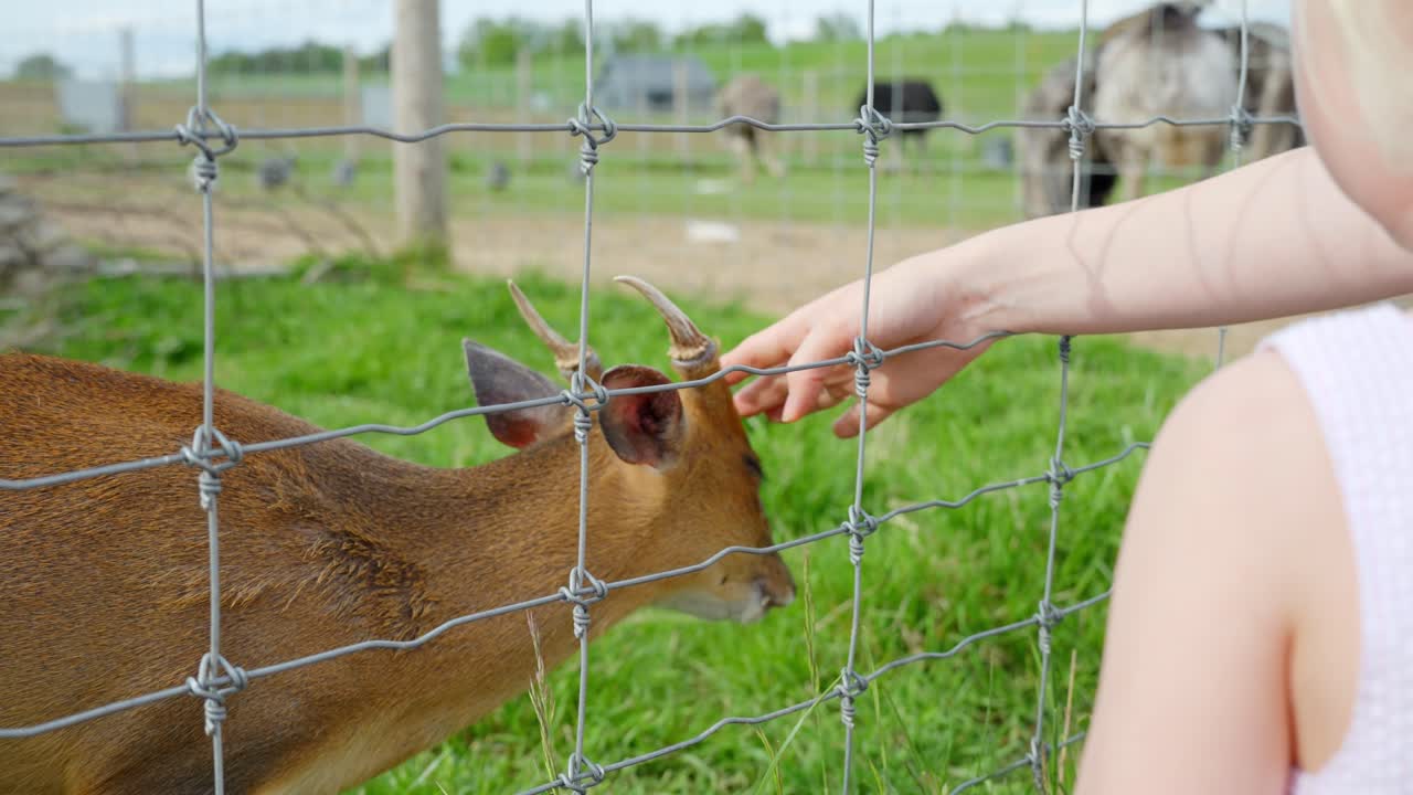 A young muntjac deer (Muntiacus reevesi) gently receives a head rub from a child through a wired fence at a petting zoo, standing on green grass with other animals visible in the background