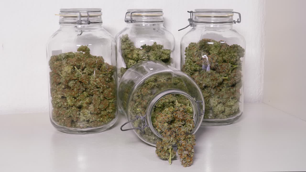 Dolly-shot af høstede cannabisblomster i krukker foran en hvid baggrund