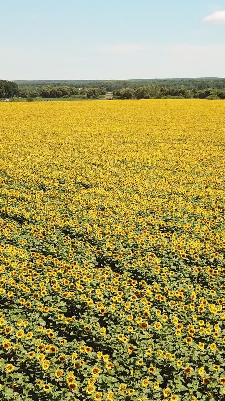 Sunflower field. Agriculture. Aerial view of sunflowers Vertical video