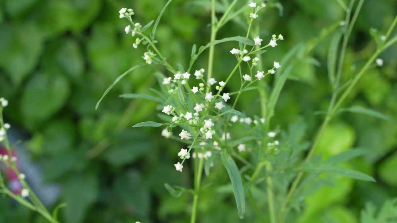 Parthenium Tree is an extremely unhealthful plant.