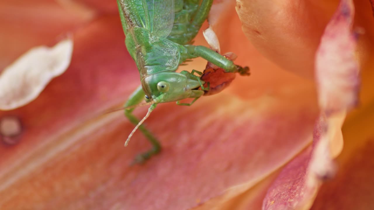 un primer plano de una gran cabeza de saltamontes verde comiendo una flor de naranja en flor