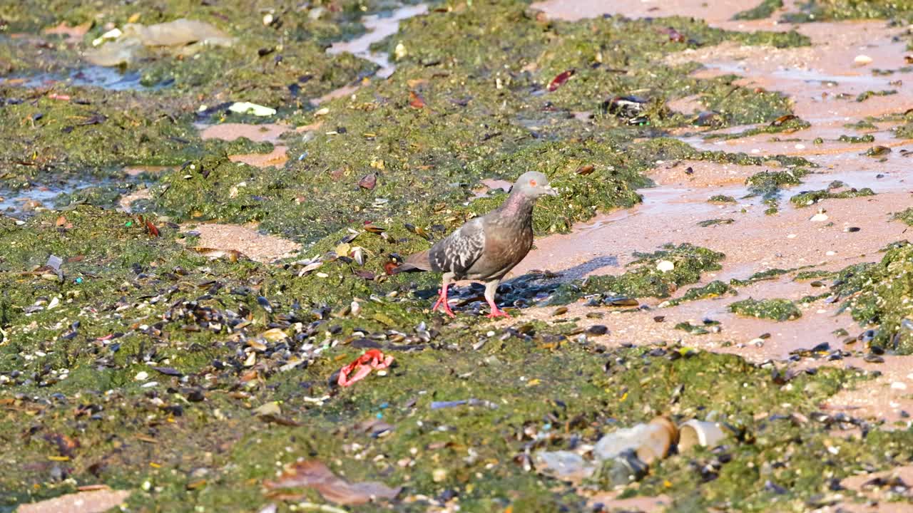 una paloma camina a lo largo de una playa cubierta de algas