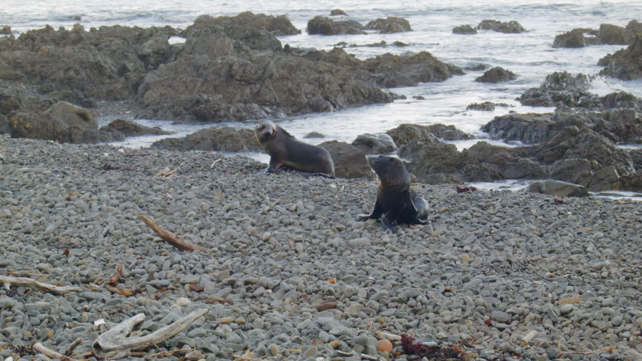 뉴질랜드 웰링턴 남해안의 바위 해변에 있는 두 마리의 털로 된 해파리 새끼