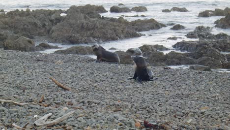 Dos-Crías-De-Lobo-Marino-En-Una-Playa-Rocosa,-Costa-Sur-De-Wellington,-Nueva-Zelanda