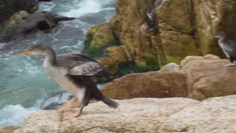 cormoran jumps off the rock and starts to fly