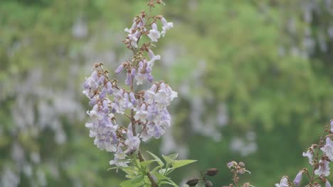 Flores-Florecen-En-Las-Plantas-A-Lo-Largo-Del-Arroyo-Wissahickon