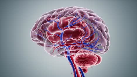 detailed 3d visualization of the human brain anatomy highlighting vascular structures and neural pathways for educational and scientific purposes
