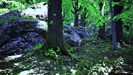 lush forest landscape with vibrant greenery and rocky terrain in daylight