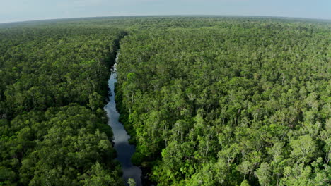 aerial view of a rainforest and river