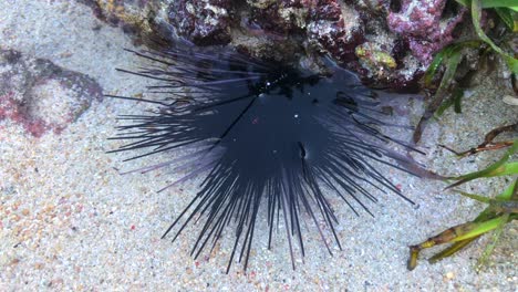 Schwarzer-Seeigel-Bewegt-Sich-Im-Wasser-Am-Green-Bowl-Beach-In-Uluwatu-Bali-Indonesien