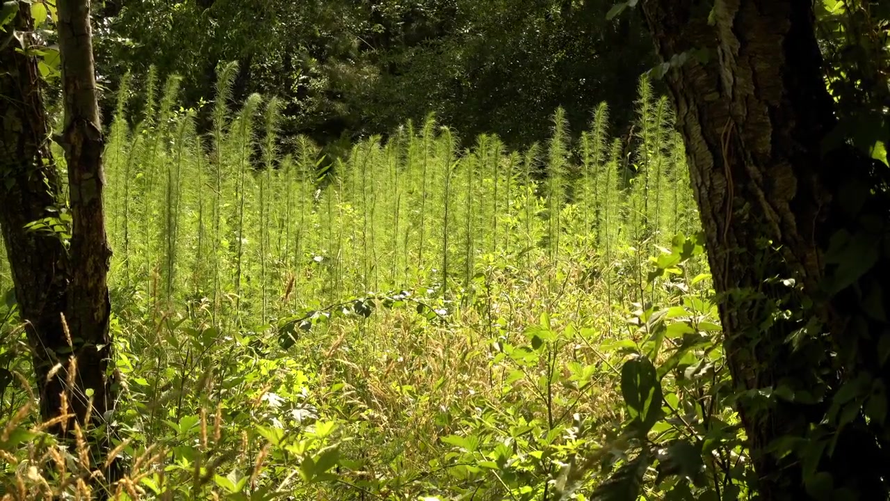 A forest glade with backlit wild anise plants.