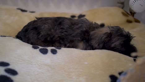 Detailed-view-of-adorable-puppy-dog-lying-down-on-comfy-cosy-doggy-pillow-while-looking-into-camera-and-falling-asleep-in-slow-motion