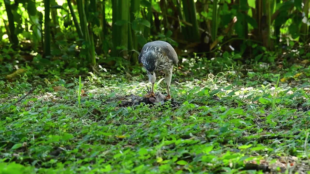 shikra alimentándose de otro pájaro en el suelo, esta ave de rapiña atrapó un pájaro para desayunar y estaba ocupado comiendo, luego se asustó y se fue