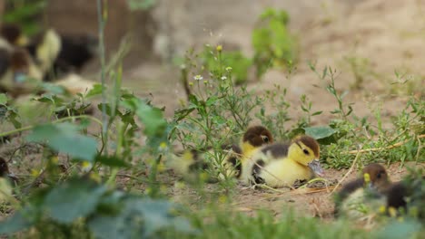 Pequeños-Patitos-Al-Aire-Libre-Sobre-Hierba-Verde---Cerrar