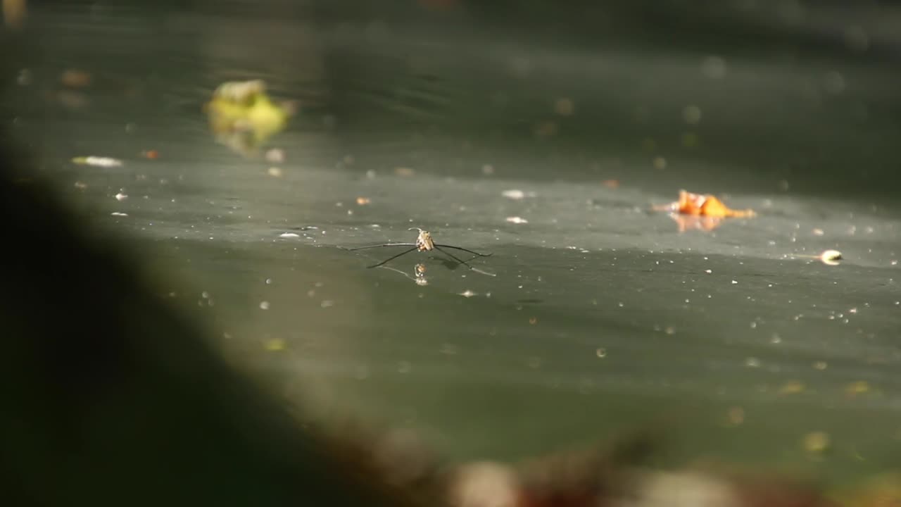 움직이는 물 스키터