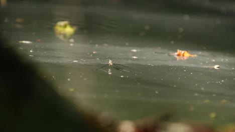 moving water skeeter
