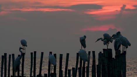 The-Great-Egret,-also-known-as-the-Common-Egret-or-the-Large-Egret