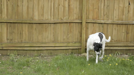 large white and black dog sniffing in front of wooden fence