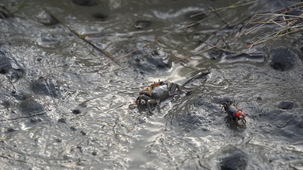 Courtship displays of fiddler crab waving and drumming its claw to attract female partner during mating season on a muddy tidal flat, Gaomei wetlands preservation area, Taichung, Taiwan